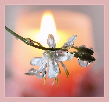 Candle ...