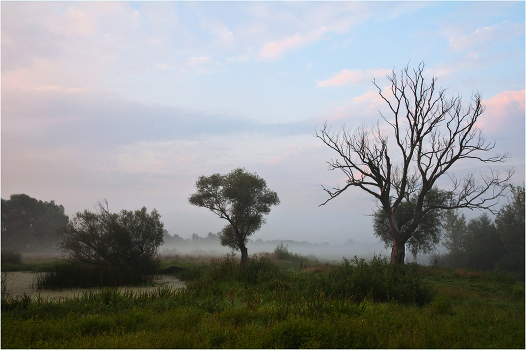 Fog leaves 2