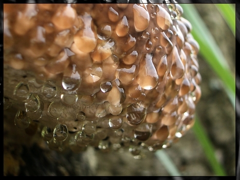 Mushroom rain
