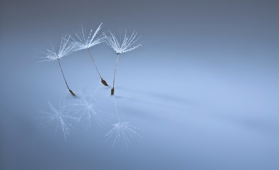 "We dance to the Raindrops"