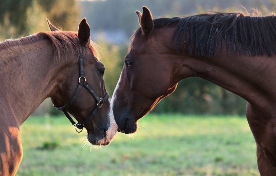 Tenderness