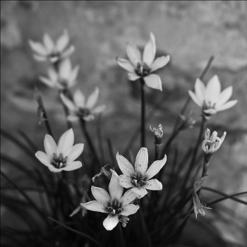 Wilting