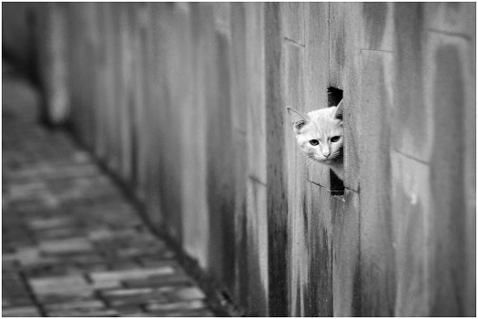 Spy