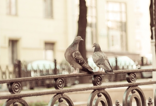 ... Not with an empty beak ...