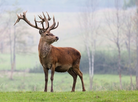 Deer and fog