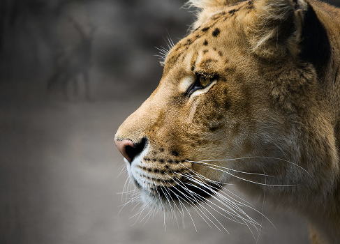 Hunting