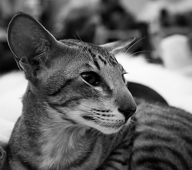 Oriental cat