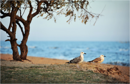 couple