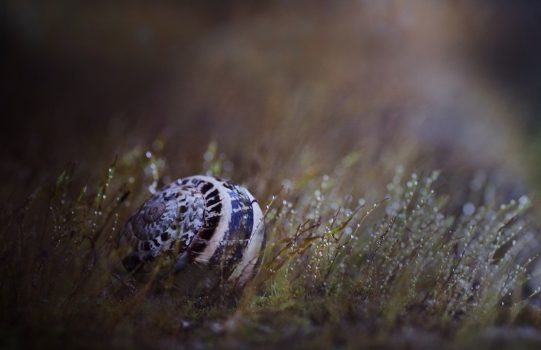 "Lost World"