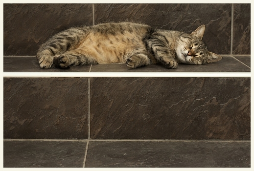 Cat#2