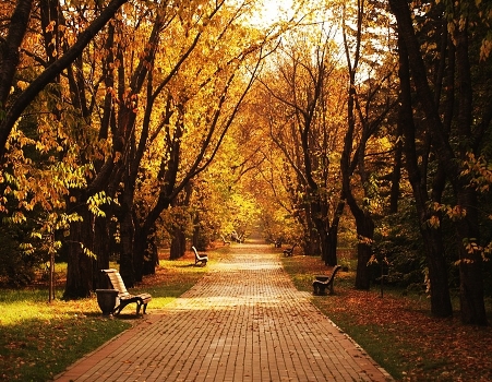 Autumn alley