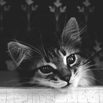 little cat