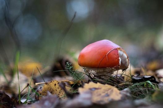 Fly-agaric