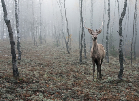 Autumn - Foggy ...