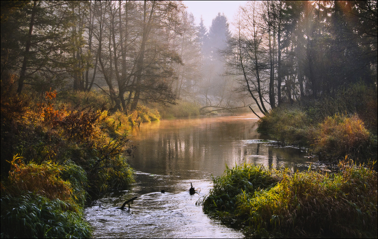 Magic Forest