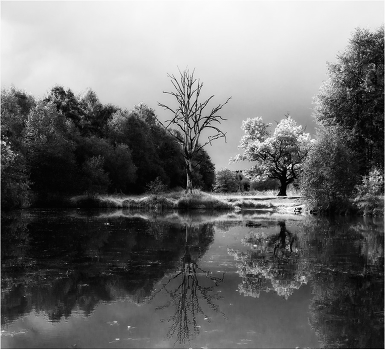Reflection