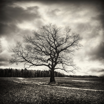 |   Eternal loneliness   |