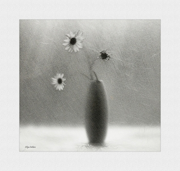Chamomile November