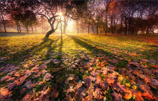 Silhouette of autumn
