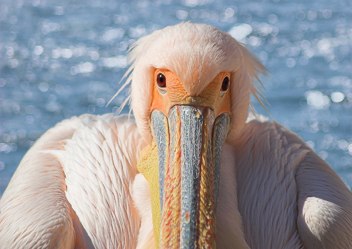 Long-nosed portrait of the subject in the pink