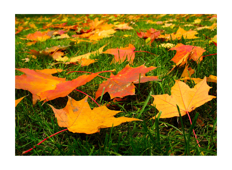 Autumn contrasts