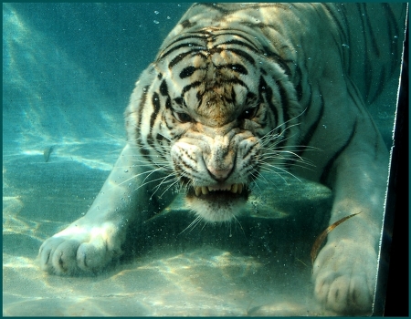 Underwater Bengal kitty