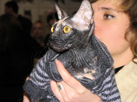 cat