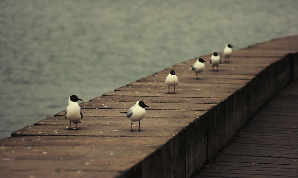 On the bird
