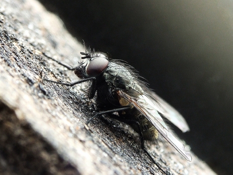 fly (brachycera) 2