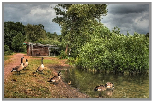 where the ducks are well