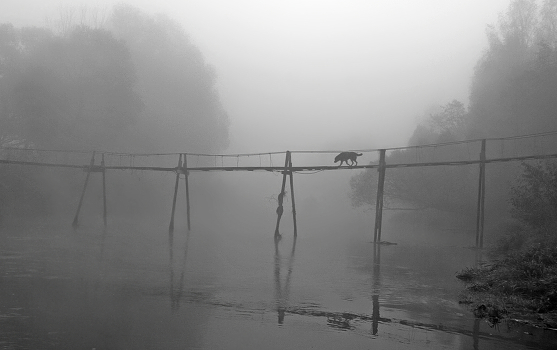 Wolves go into ...