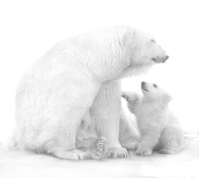Mom, mom, our family were the Himalayan bears?