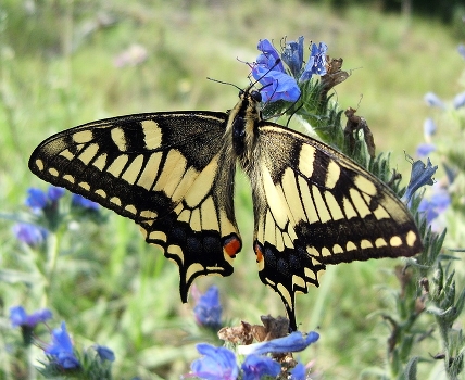 Fairy wings of summer