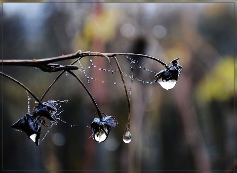 Tears in November