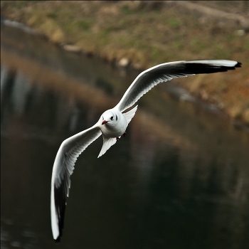 In the weightlessness of love fly to you ...
