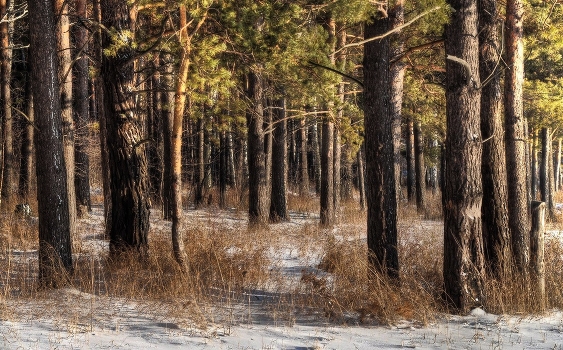 In the pine forest.