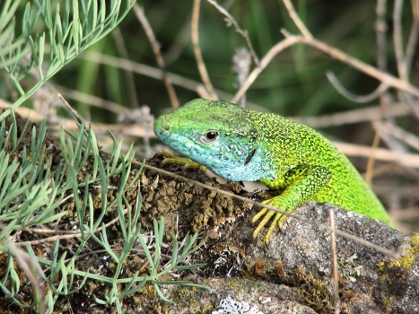 lizard lacerta agilis)