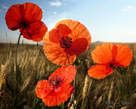 Eine Sonne und eine Blume