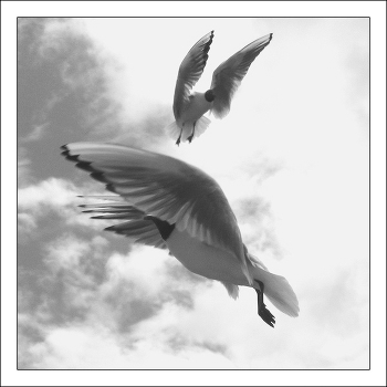 Dance with wings