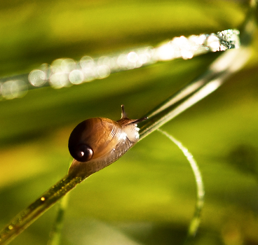Space morning dew