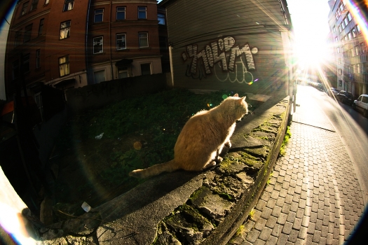 All cats go to the Sun