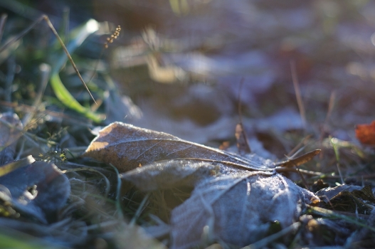 autumn leaves, you're dreaming of winter ... (with)