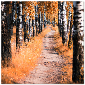 following the autumn path...