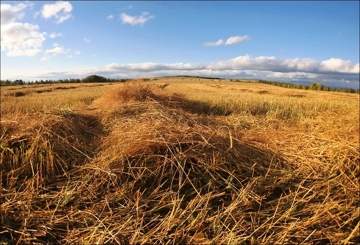 You smell the hay?