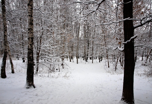 Winter Grove ...