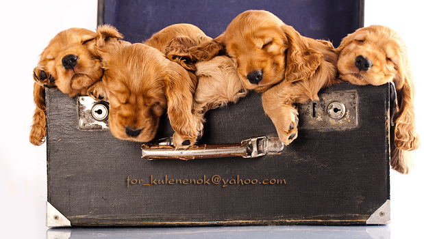 Sleepy case.