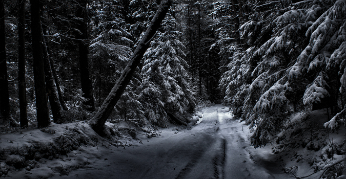 Dark forest