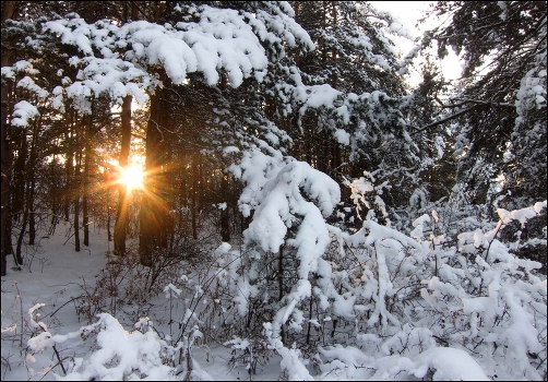 Winter Sketch