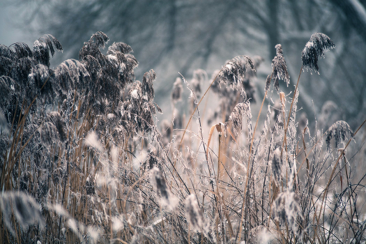 the January