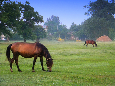 Summer Morning